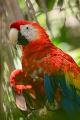 Scarlet Macaw gets a close up head shot protrait in the tropical rainforests of Costa Rica