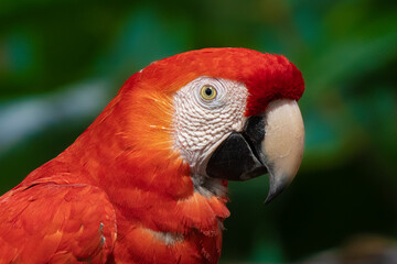 Scarlet Macaw gets a close up head shot protrait in the tropical rainforests of Costa Rica