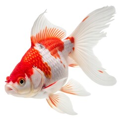 Beautiful Red and White Goldfish Isolated on White Background Aquarium Fish.
