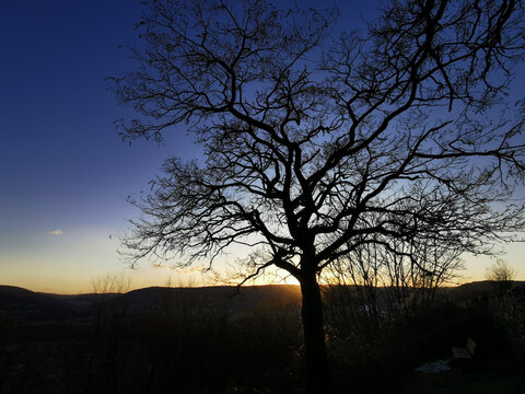Ein alter Baum ohne Laub vor einem Sonnenuntergang
