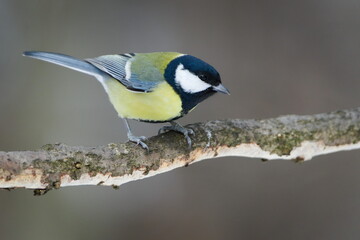 Great Tit (Parus major) Adult Perched on Branch in Winter &mdash; Common bird Species in the Czech Republic	