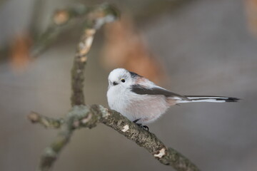 Long-tailed Tit (Aegithalos caudatus) Perched on Branch Isolated on Clean Background &mdash; Common bird Species in the Czech Republic