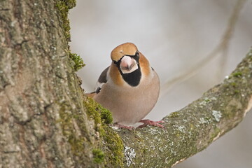 Very funny look of  bird Hawfinch (Coccothraustes coccothraustes). Funny animal photo.