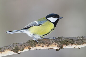Great Tit (Parus major) Adult Perched on Branch in Winter &mdash; Common bird Species in the Czech Republic	