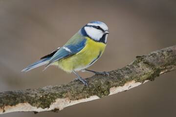 Eurasian Blue Tit (Cyanistes caeruleus) Perched on Mossy Branch in Winter &mdash; Common bird Species in the Czech Republic