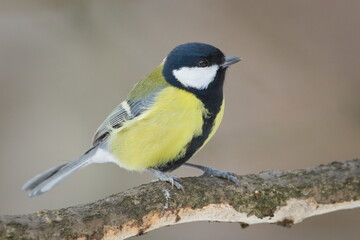 Great Tit (Parus major) Adult Perched on Branch in Winter &mdash; Common bird Species in the Czech Republic