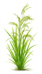Obraz premium A vibrant green rice plant with long slender leaves and developing seed heads, standing upright on a white background.