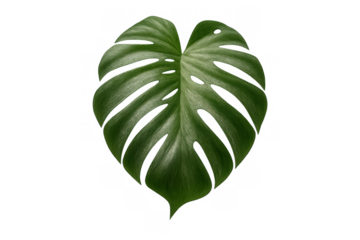 Monstera deliciosa leaf showcasing tropical green foliage and unique split-leaf design, on transparent background