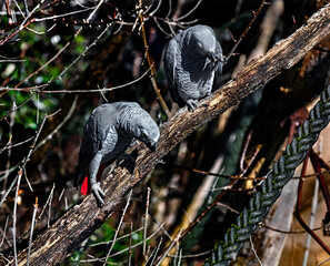 Two african grey parrots on the branch. Latin name - Psittacus erithacus
