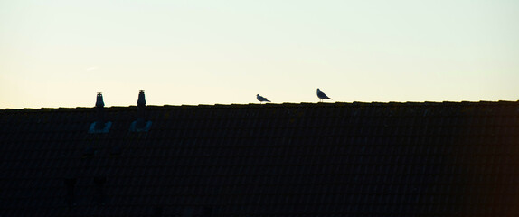 Plants in a snowy garden with a bamboo fence and colorful flagstones, Almere, Flevoland, Netherlands