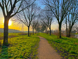 Plants in a snowy garden with a bamboo fence and colorful flagstones, Almere, Flevoland, Netherlands