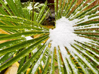 Plants in a snowy garden with a bamboo fence and colorful flagstones, Almere, Flevoland, Netherlands
