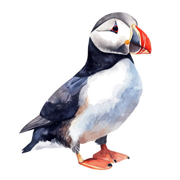 Puffin, watercolor artwork with intricate patterns and vibrant, isolated on a white background.