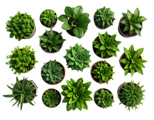 Obraz premium collection of green leaves isolated on white background