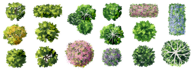 Vector set of Top view green tree for outdoor plan or map and architecture drawing, elements for environment and garden ,botanical elements ,Blooming flowers in spring,tropical plants element © Chanya_B