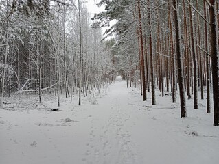 Path through snowy winter forest with trees covered in white snow