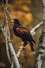 harris hawk on branch