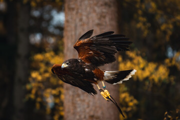 harris hawk in flight