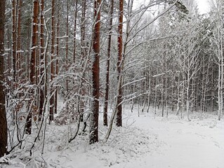 Tall pine trees and young saplings in a winter forest covered with fresh white snow
