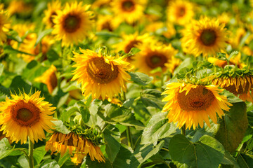 Sunflower in a field on hot summer day in southern region of Russia.