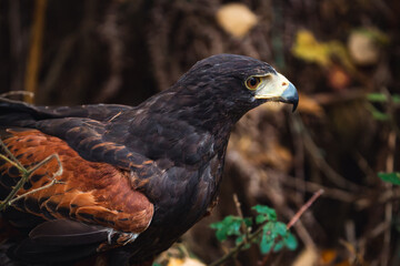 harris hawk portrait close up
