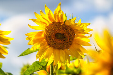 Sunflower in a field on hot summer day in southern region of Russia.