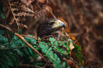 close up of harris hawk