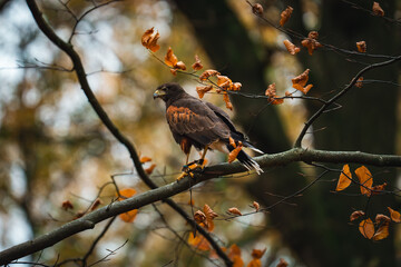 harris hawk on tree branch