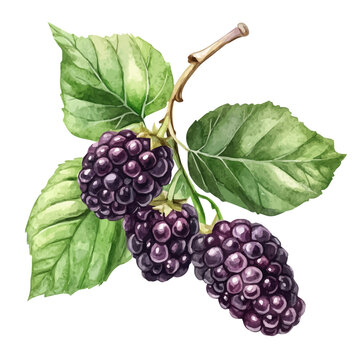watercolor of Mulberry painting, isolated on a white background.