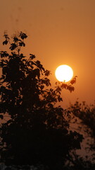 Sunrise Over The Tree