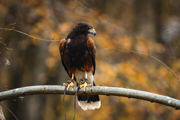 harris hawk perched on branch