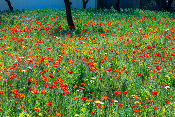 bright poppy flowers in red at the meadow in bright light