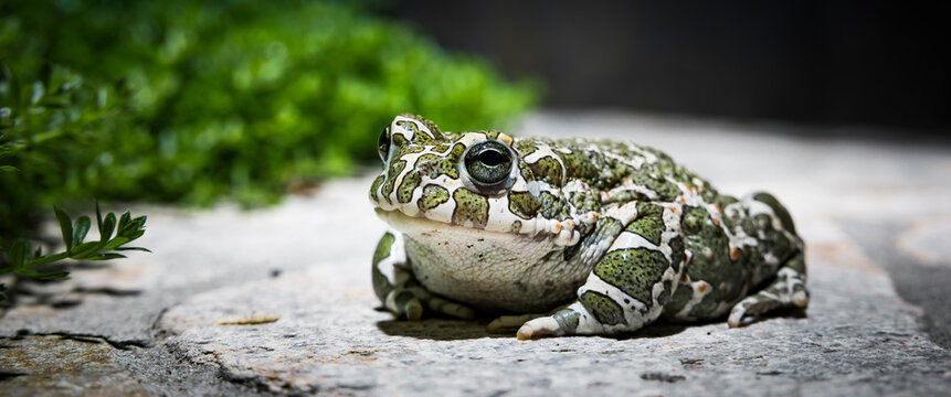 Wechselkr&ouml;te Bufo viridis auf einem Stein