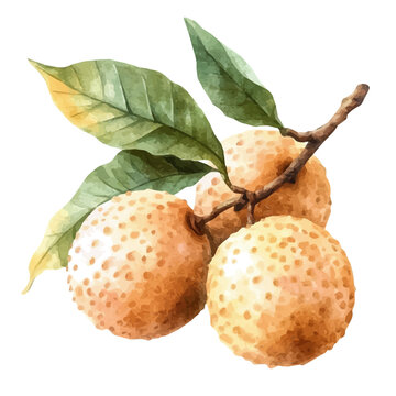 watercolor of Longan draw graphic, isolated on a white background.