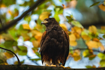harris hawk perched on branch