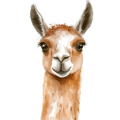 Fototapeta premium Llama, watercolor illustration featuring soft shadows and luminous, isolated on a white background.