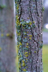 kora drzewa , sosna © rob