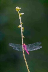 A pink dragonfly with translucent wings is perched on a plant bud.