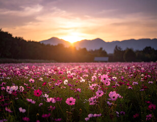 Fototapeta premium Cosmos flowers blooming in a field with mountains at sunset golden hour