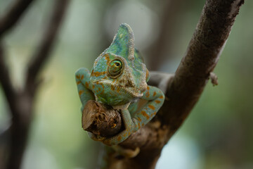 Frontal angle of male veiled chameleon (Chamaeleo calyptratus) on a branch, showing its independent eye movement, enabling near 360 degrees vision