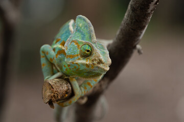 Frontal angle of male veiled chameleon (Chamaeleo calyptratus) on a branch, showing its independent eye movement, enabling near 360 degrees vision