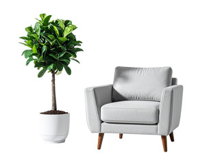 green plant in a chair