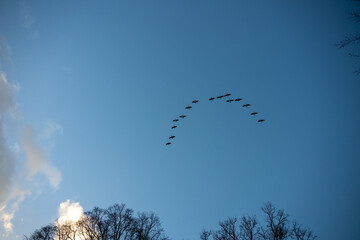 Ein Schwarm Gänse fliegt in Formation © Kostas Koufogiorgos