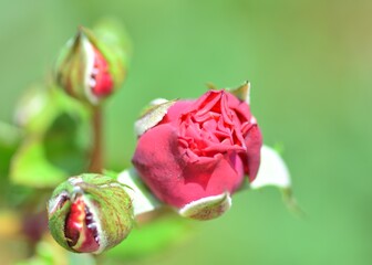 Red Rose bud