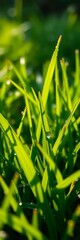 Dewdrops glisten on vibrant green grass in the early morning light of a summer day,  outdoor,  green