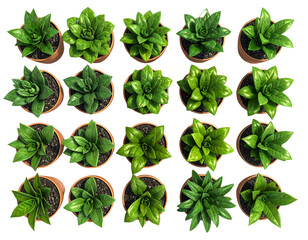 collection of green leaves isolated on white background