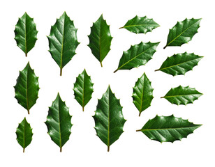 green leaves isolated on white