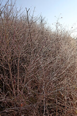 arbustes couverts de givre