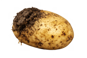Freshly harvested potato with soil on skin, a raw organic vegetable ingredient for healthy cooking, transparent background