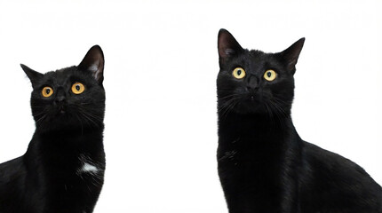 Two Black Cats
